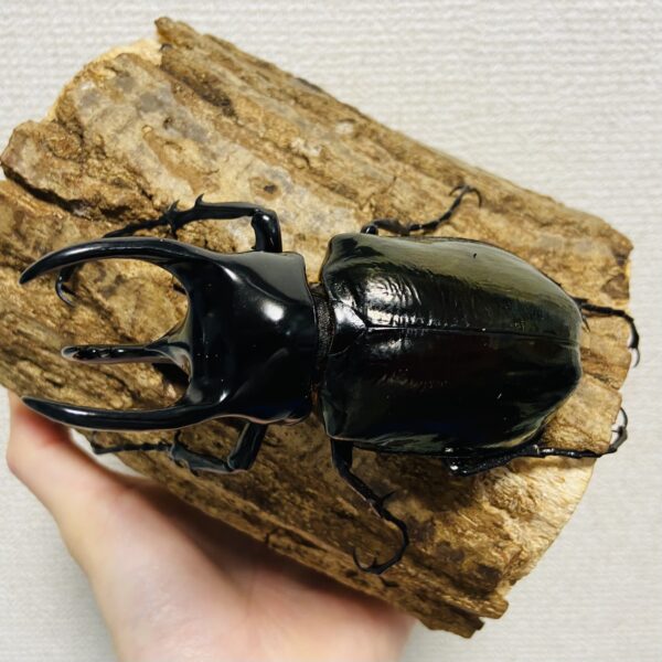 コーカサスオオカブト 成虫 オス 102mm - 画像 (2)