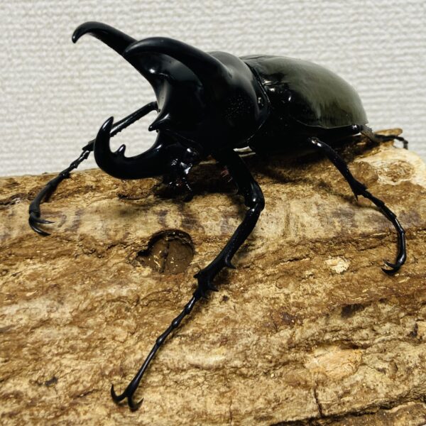 コーカサスオオカブト 成虫 オス 102mm - 画像 (4)