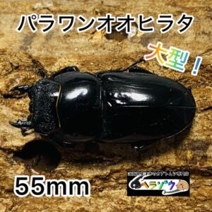 パラワンオオヒラタ 成虫 メス55.0mm