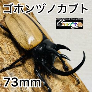 ゴホンヅノカブト 成虫 オス 73.0mm