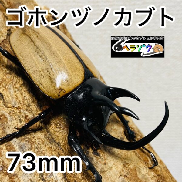 ゴホンヅノカブト 成虫 オス 73.0mm