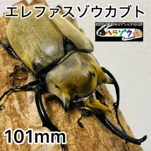 エレファスゾウカブト 成虫 オス 101mm