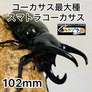 コーカサスオオカブト 成虫 オス 102mm