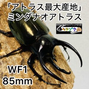アトラスオオカブト 成虫 オス 85mm ミンダナオアトラス