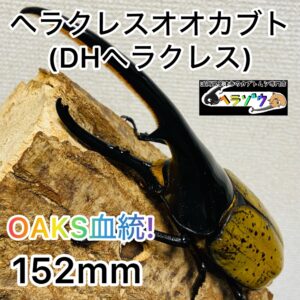 ヘラクレスオオカブト 成虫 オス152m