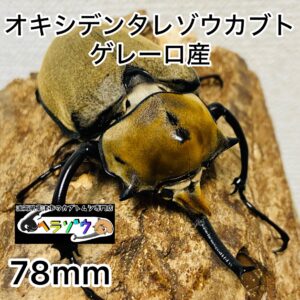 オキシデンタレゾウカブト (メキシコゾウカブト) 成虫 オス 78mm