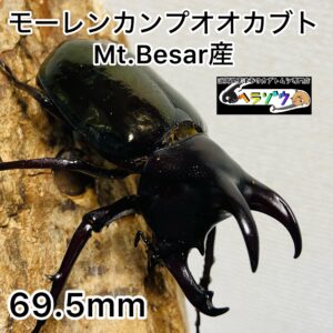 モーレンカンプオオカブト 成虫 オス 69mm