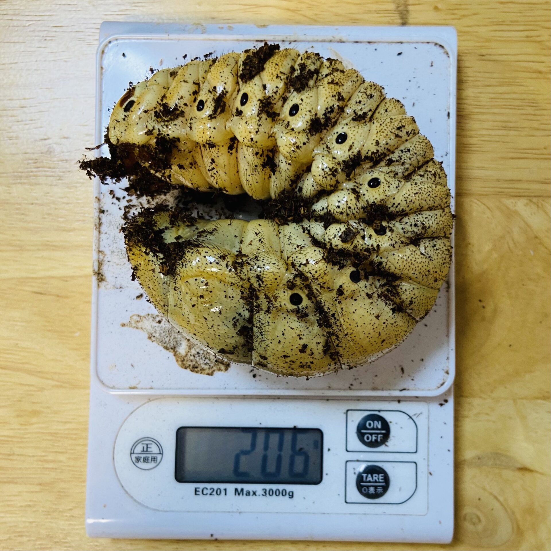 【200gUP】レックスゾウカブト (旧アクティオンゾウカブト) WF1 幼虫 ペア - 画像 (2)