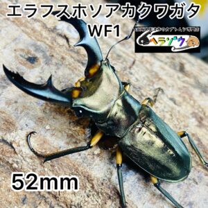 エラフスホソアカクワガタ 成虫 オス 52mm