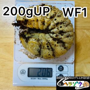 【200gUP】レックスゾウカブト (旧アクティオンゾウカブト) WF1 幼虫 ペア