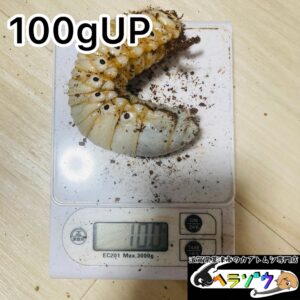 【半年】エレファスゾウカブト 体重100gUP 幼虫 ペア