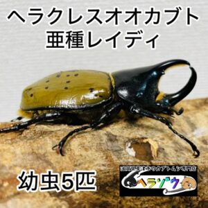 ヘラクレスオオカブト 亜種レイディ (亜種バウドリー) 幼虫 5匹