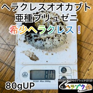 【半年】ヘラクレスオオカブト 亜種ブリュゼニ (亜種トリニダーデンシス) 体重80gUP 幼虫 ペア