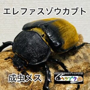 エレファスゾウカブト 成虫 メス 71mm