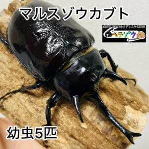 マルスゾウカブト 幼虫 5匹