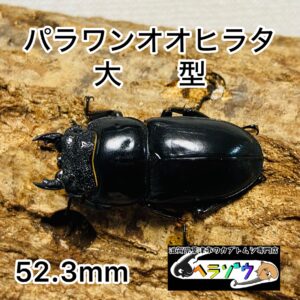 パラワンオオヒラタ 成虫 メス52.3mm