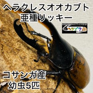 ヘラクレスオオカブト 亜種リッキー 幼虫 5匹