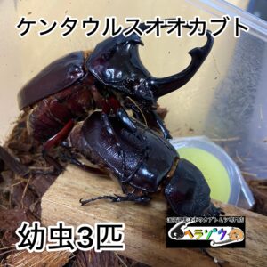 ケンタウルスオオカブト 幼虫 3匹