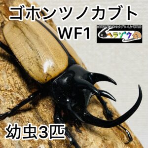 ゴホンツノカブト 幼虫 3匹 ゴホンヅノカブト グラキリコルニス