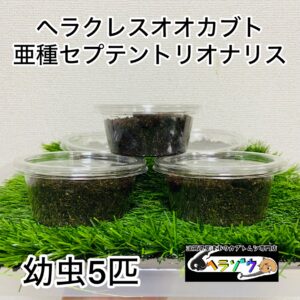 ヘラクレスオオカブト 亜種セプテントリオナリス 幼虫 5匹