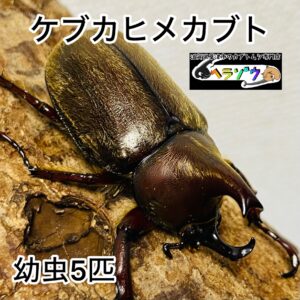 ケブカヒメカブト 幼虫 5匹