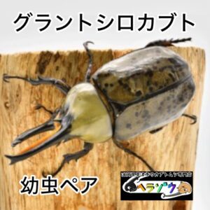 グラントシロカブト 幼虫ペア