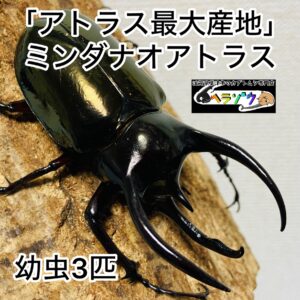 アトラスオオカブト 幼虫 3匹 ミンダナオアトラス