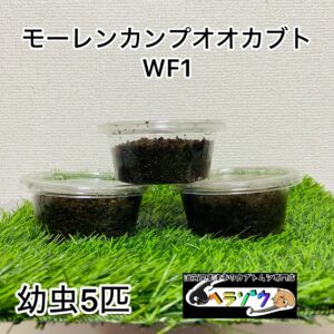 モーレンカンプオオカブト 幼虫 5匹