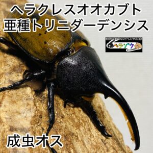 ヘラクレスオオカブト 亜種トリニダーデンシス 成虫 オス 88mm