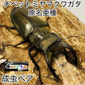 チベットミヤマクワガタ 原名亜種 成虫 ペア 60mm