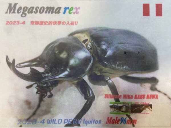 即ブリ】レックスゾウカブト 成虫 メス 76mm (アクティオンゾウカブト