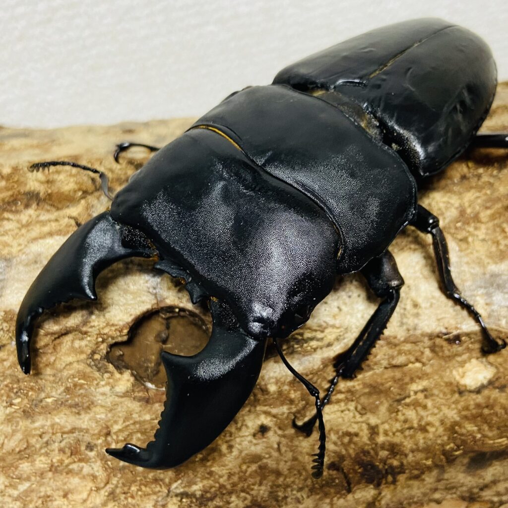 パプアキンイロクワガタの寿命について解説