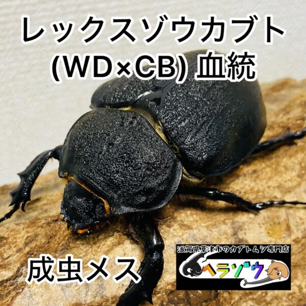 即ブリ】レックスゾウカブト 成虫 メス 76mm (アクティオンゾウカブト