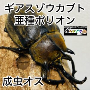 ギアスゾウカブト 亜種ポリオン 成虫 オス 88mm