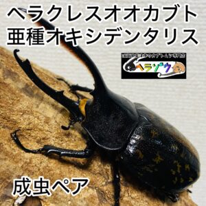 ヘラクレスオオカブト 亜種オキシデンタリス 成虫 110mm ペア