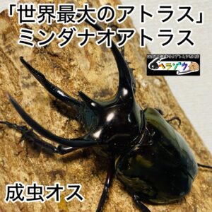 アトラスオオカブト 成虫 オス 86mm ミンダナオアトラス