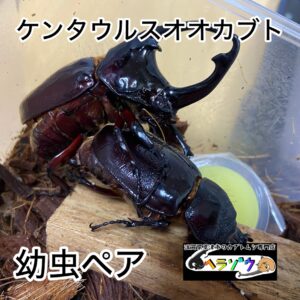 ケンタウルスオオカブト 幼虫 ペア