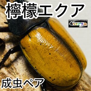 【檸檬エクア】 ヘラクレスオオカブト 亜種エクアトリアヌス 成虫 80mm ペア