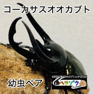 コーカサスオオカブト 幼虫 ペア