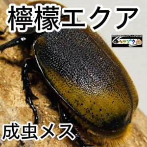 【檸檬エクア】 ヘラクレスオオカブト 亜種エクアトリアヌス 成虫 66mm メス