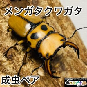 メンガタクワガタ 成虫 46mm ペア (メリーメンガタ メンガタメリー)