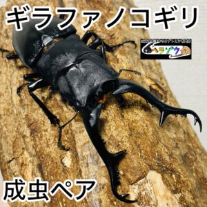 ギラファノコギリクワガタ 成虫 107mm ペア