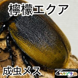 【檸檬エクア】 ヘラクレスオオカブト 亜種エクアトリアヌス 成虫 62mm メス