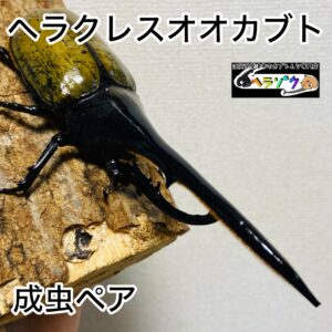 ヘラクレスオオカブト 成虫 155mm ペア ヘラヘラ DHヘラクレス