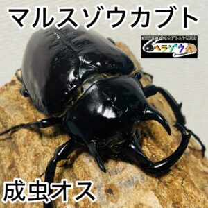 マルスゾウカブト 成虫 オス 89mm