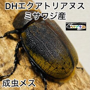ヘラクレスオオカブト 亜種エクアトリアヌス 成虫 メス 60mmUP
