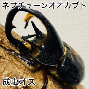 ネプチューンオオカブト 成虫 オス 100mm