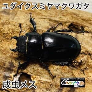 【即ブリ】ユダイクスミヤマクワガタ 成虫 メス