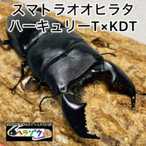 【大型血統】スマトラオオヒラタ 成虫 オス 91.5mm