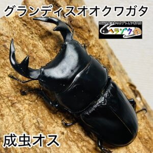 グランディスオオクワガタ 成虫 オス 81mm